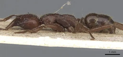 Leptogenys mutabilis - CASENT0901355