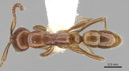 Leptogenys myops specimen