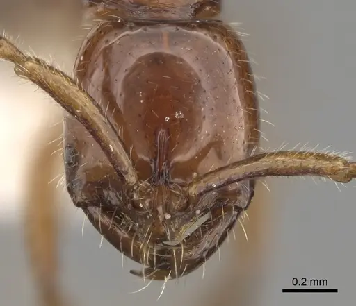 Leptogenys myops specimen