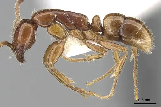 Leptogenys myops specimen