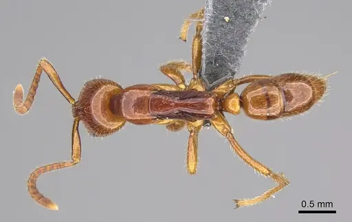 Leptogenys myops - CASENT0384495