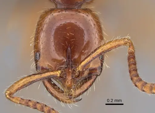 Leptogenys myops - CASENT0384495