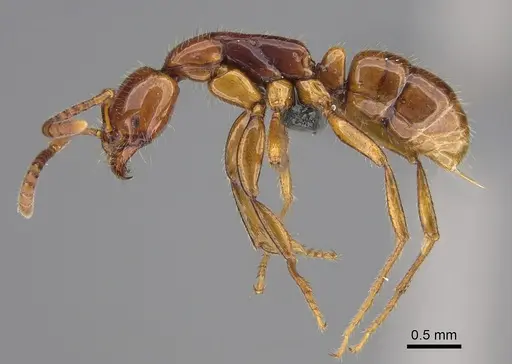 Leptogenys myops - CASENT0384495