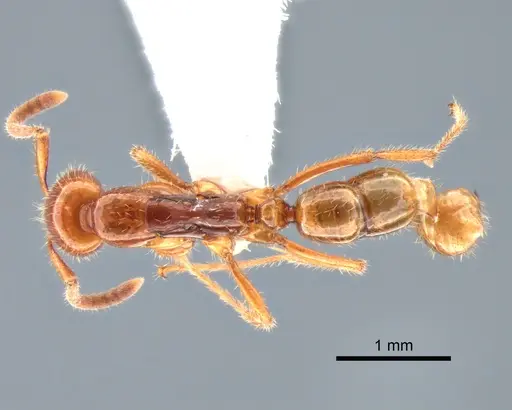 Leptogenys myops - CASENT0882184