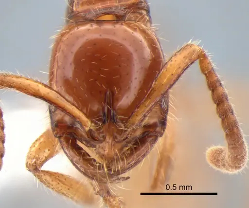 Leptogenys myops - CASENT0882184