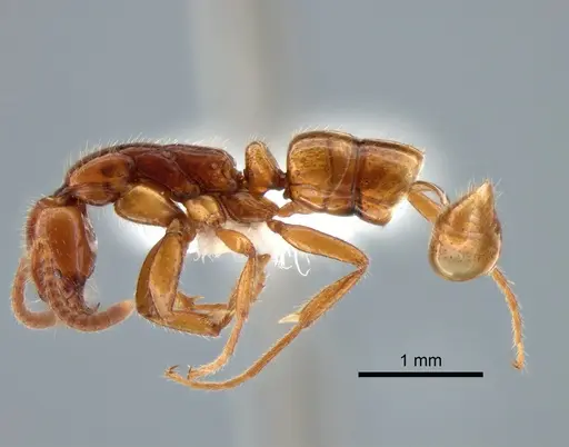 Leptogenys myops - CASENT0882184