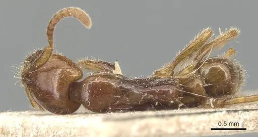 Leptogenys myops - CASENT0903952