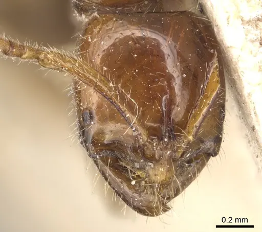 Leptogenys myops - CASENT0903952