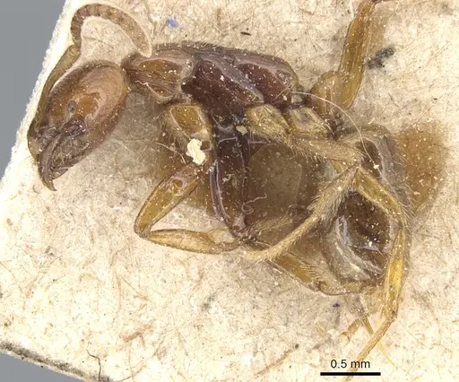 Leptogenys myops - CASENT0903952