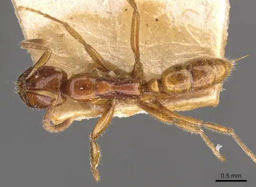 Leptogenys myops - CASENT0907293