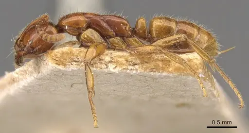 Leptogenys myops - CASENT0907293