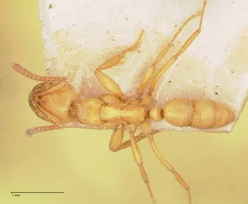 Leptogenys myops - FOCOL1012