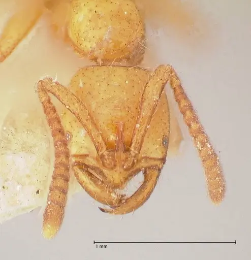 Leptogenys myops - FOCOL1012