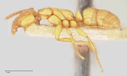 Leptogenys myops - FOCOL1012