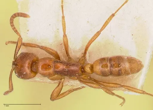 Leptogenys myops - FOCOL1013