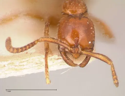 Leptogenys myops - FOCOL1013