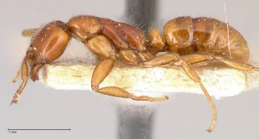 Leptogenys myops - FOCOL1013