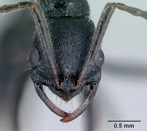 Leptogenys namana specimen