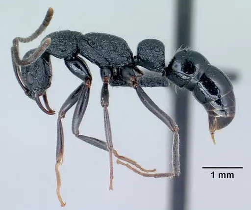 Leptogenys namana specimen