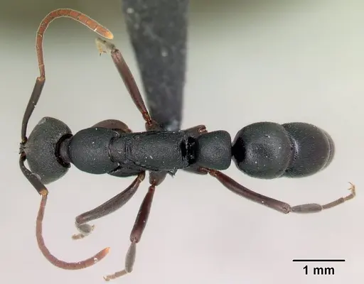 Leptogenys namoroka specimen