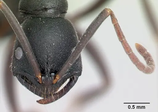 Leptogenys namoroka specimen