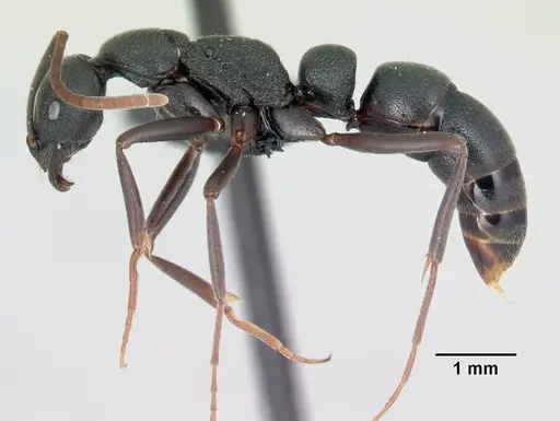 Leptogenys namoroka specimen