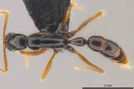 Leptogenys navua specimen