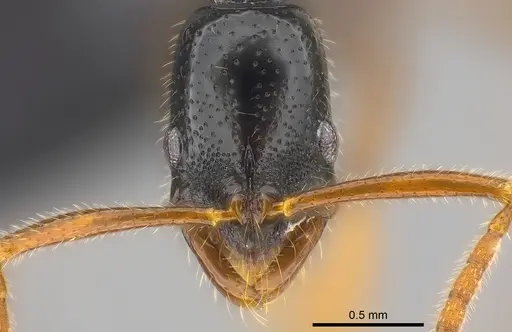 Leptogenys navua specimen