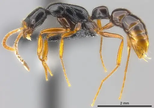 Leptogenys navua specimen