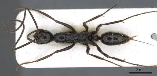 Leptogenys nebra specimen