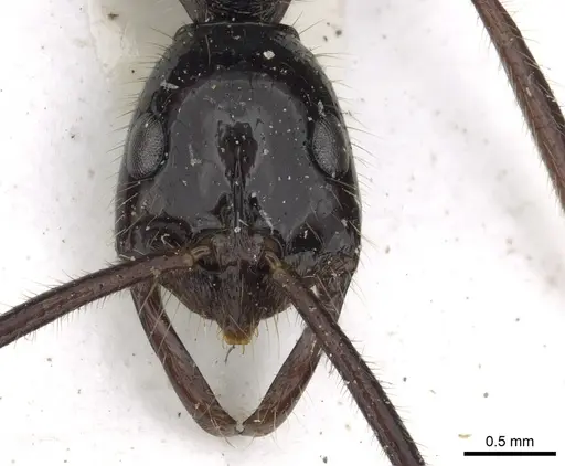 Leptogenys nebra specimen