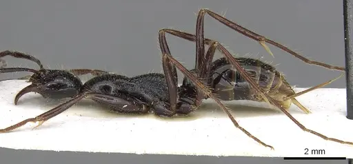 Leptogenys nebra specimen