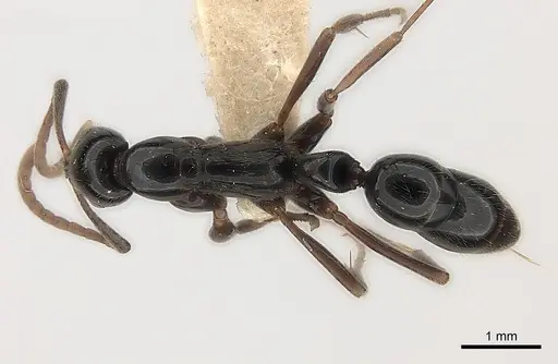 Leptogenys neutralis specimen