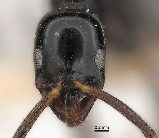 Leptogenys neutralis specimen