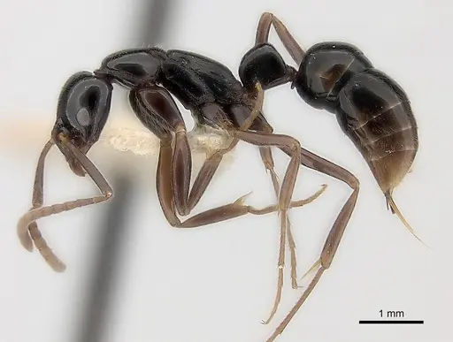 Leptogenys neutralis specimen