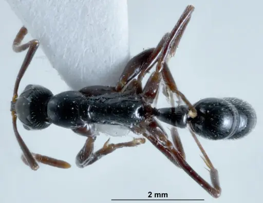 Leptogenys neutralis - JDM32-002698