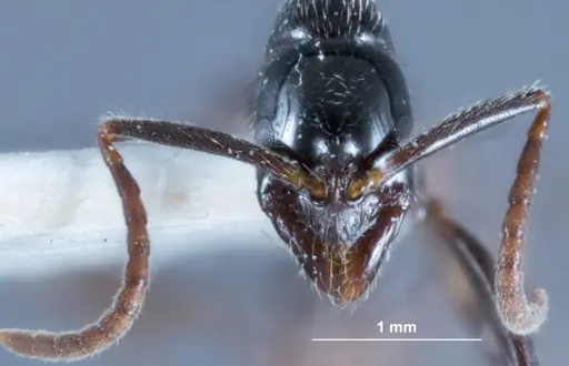 Leptogenys neutralis - JDM32-002698