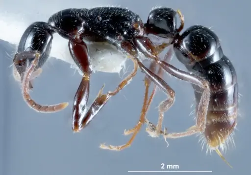 Leptogenys neutralis - JDM32-002698