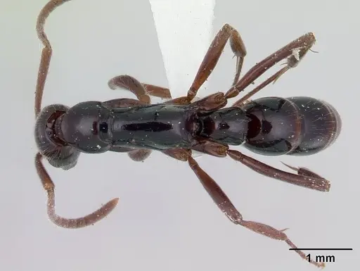 Leptogenys nigricans specimen