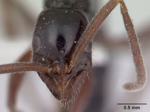 Leptogenys nigricans specimen