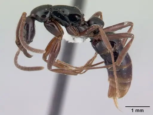 Leptogenys nigricans specimen