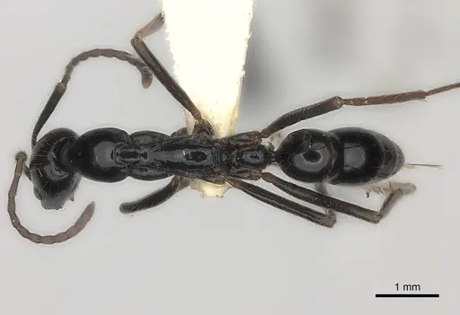 Leptogenys nitens specimen