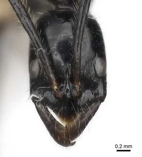 Leptogenys nitens specimen