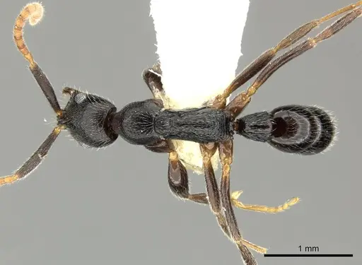 Leptogenys nuserra specimen
