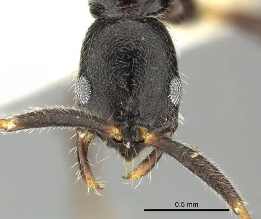 Leptogenys nuserra specimen