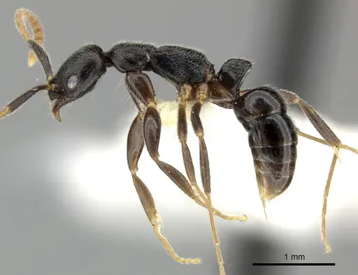 Leptogenys nuserra specimen