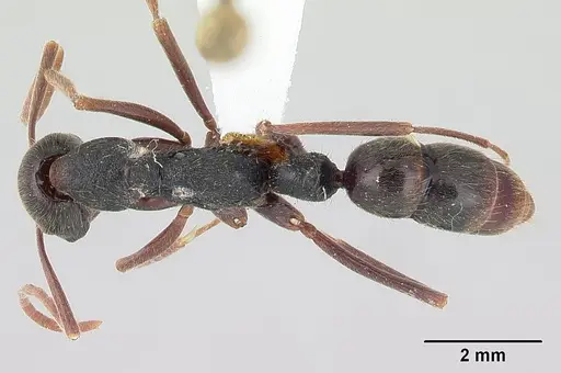 Leptogenys oaxaca specimen