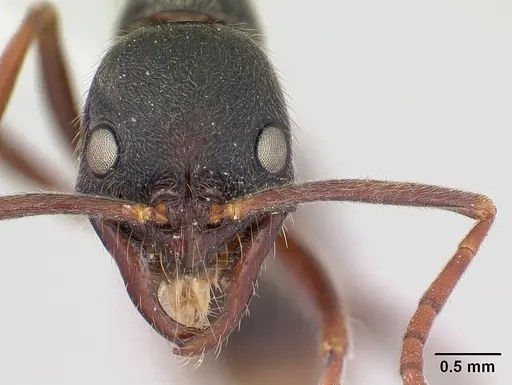 Leptogenys oaxaca specimen