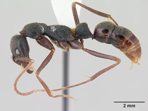 Leptogenys oaxaca specimen