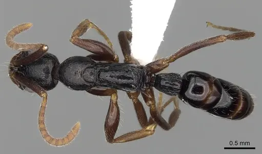 Leptogenys occidentalis specimen